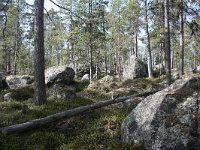 FIN, Lapland, Inari 12, Saxifraga-Dirk Hilbers